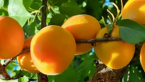 قیمت کنسانتره زرد آلو شیرین + خرید باور نکردنی